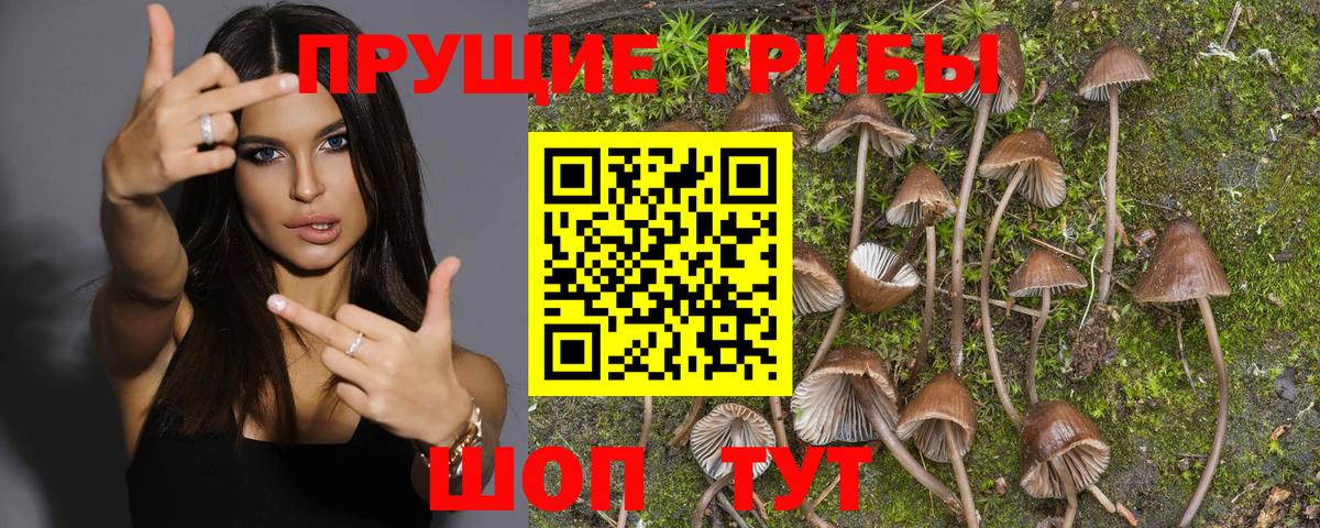 Балашиха  Псилоцибиновые грибы GOLDEN TEACHER  дарнет шоп  Вход с VPN 